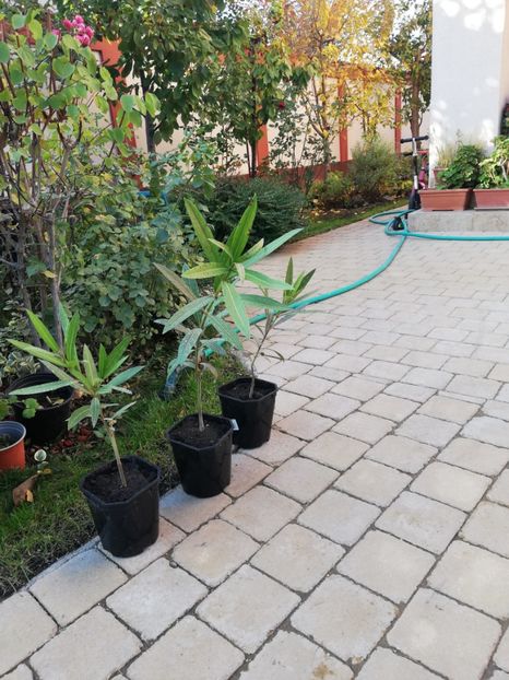  - Gradina toamna 2021