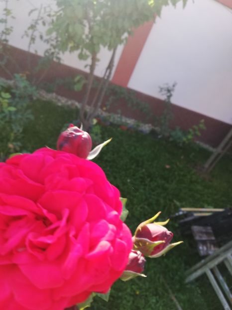  - Gradina toamna 2021