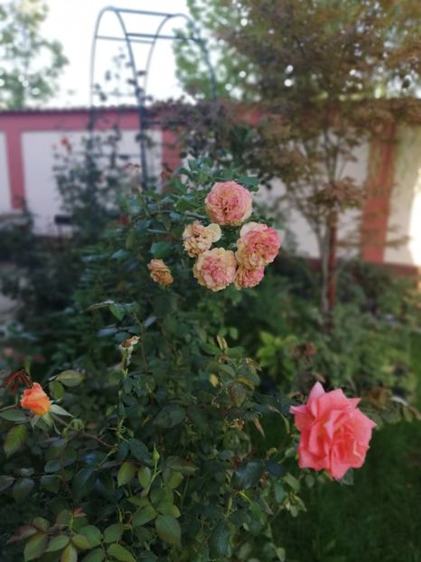  - Gradina toamna 2021