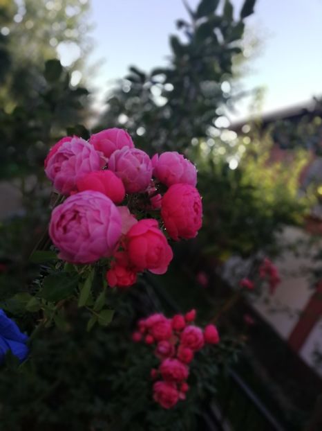  - Gradina toamna 2021