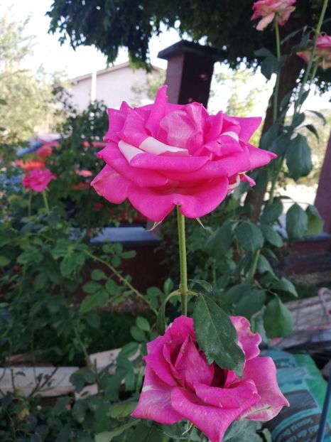  - Gradina toamna 2021