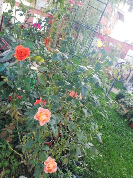  - Gradina toamna 2021