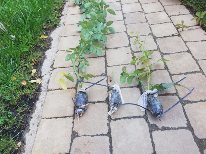  - Gradina toamna 2021