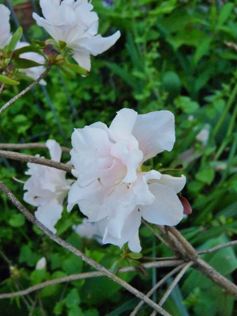  - Azalee si Rhododendroni