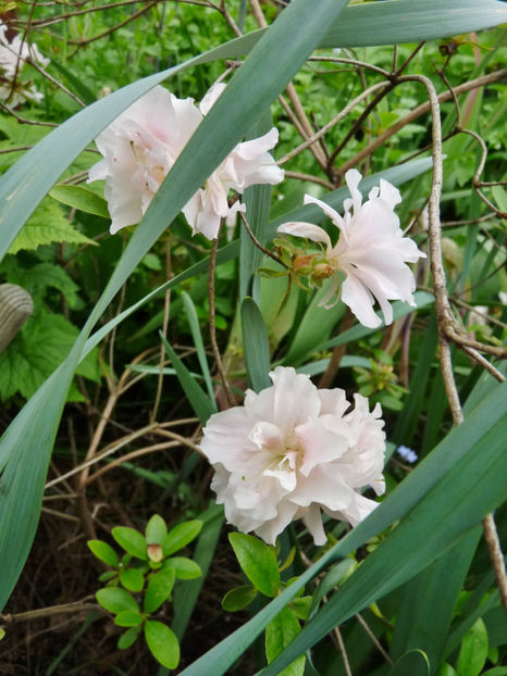  - Azalee si Rhododendroni