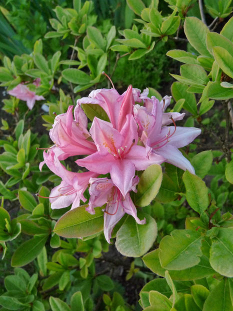  - Azalee si Rhododendroni