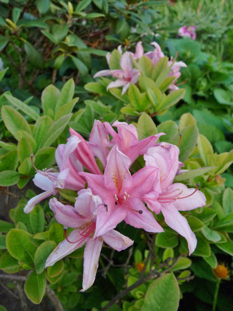  - Azalee si Rhododendroni