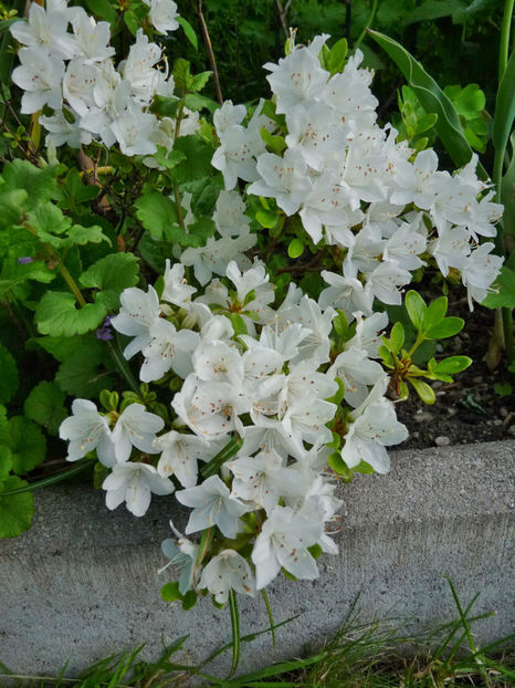  - Azalee si Rhododendroni