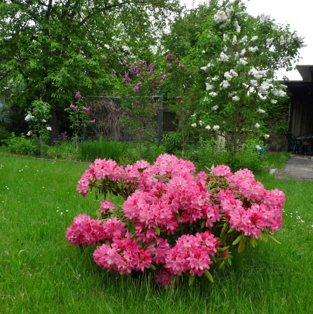  - Azalee si Rhododendroni