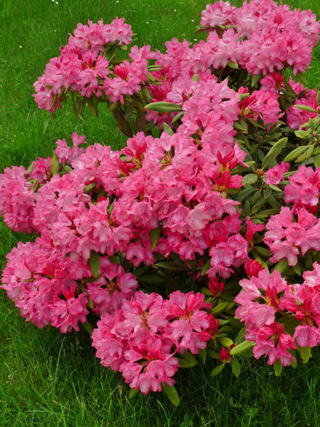  - Azalee si Rhododendroni
