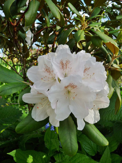  - Azalee si Rhododendroni