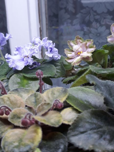  - 1 1 Violete Africane de Colecție