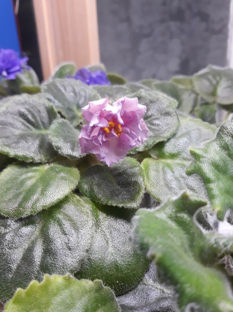  - 1 1 Violete Africane de Colecție