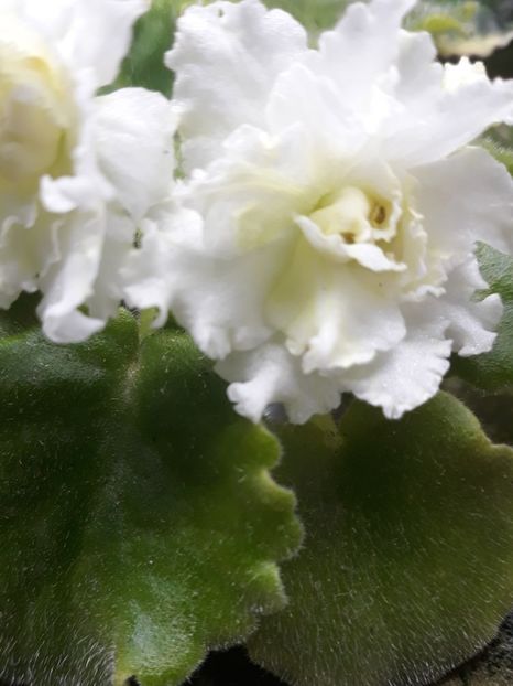  - 1 1 Violete Africane de Colecție