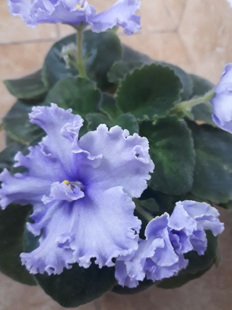  - 1 1 Violete Africane de Colecție