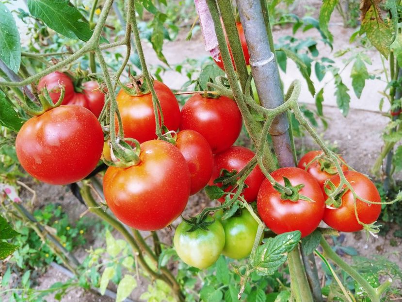 TSIFOMANDRA (7) - TSIFOMANDRA-COPACUL DE TOMATE