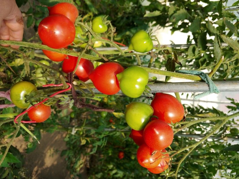 TSIFOMANDRA (13) - TSIFOMANDRA-COPACUL DE TOMATE