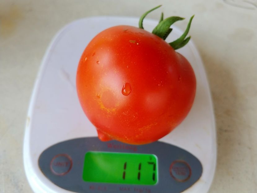 TSIFOMANDRA 06.08 (12) - TSIFOMANDRA-COPACUL DE TOMATE