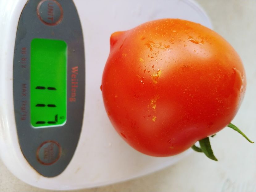 TSIFOMANDRA 06.08 (13) - TSIFOMANDRA-COPACUL DE TOMATE