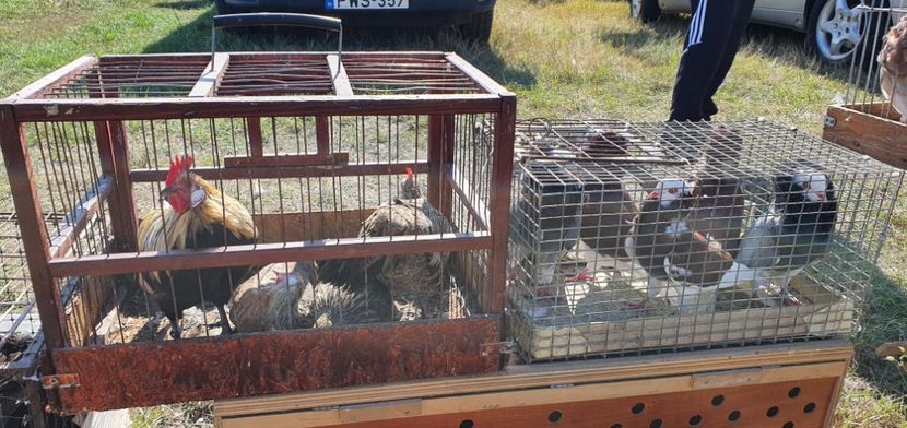  - Monor Ungaria 2021