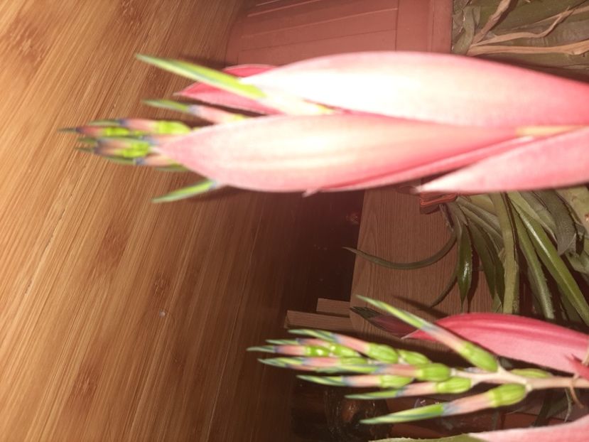  - Florile mele noiembrie 2021