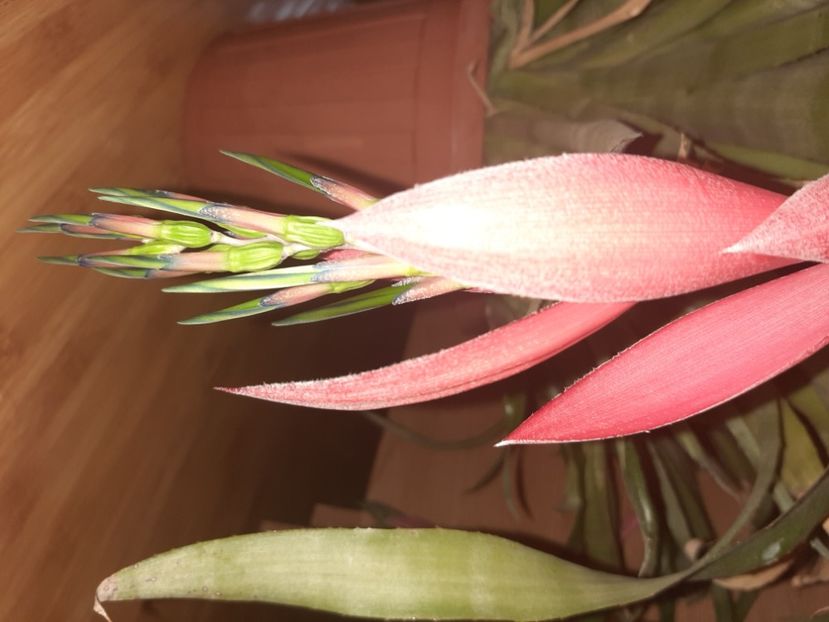  - Florile mele noiembrie 2021