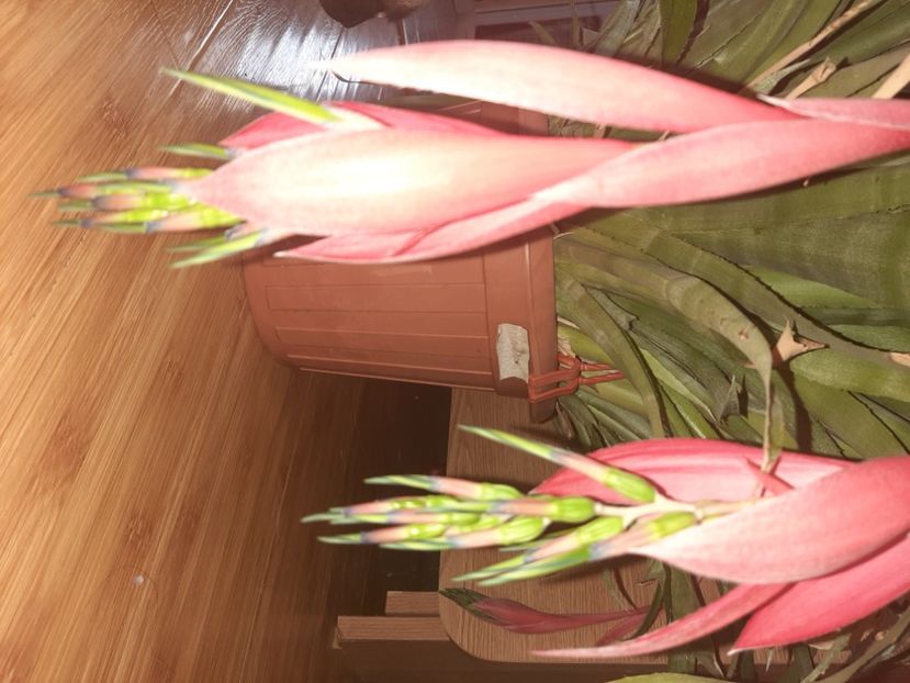  - Florile mele noiembrie 2021