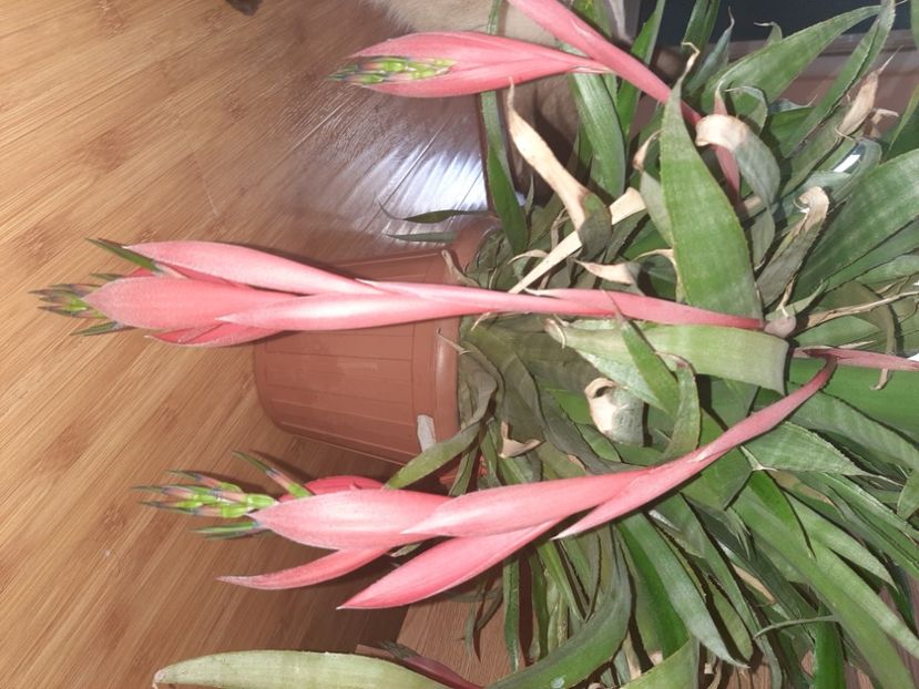  - Florile mele noiembrie 2021