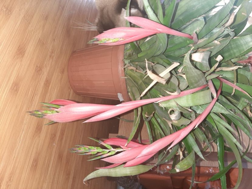  - Florile mele noiembrie 2021