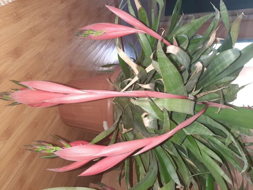  - Florile mele noiembrie 2021