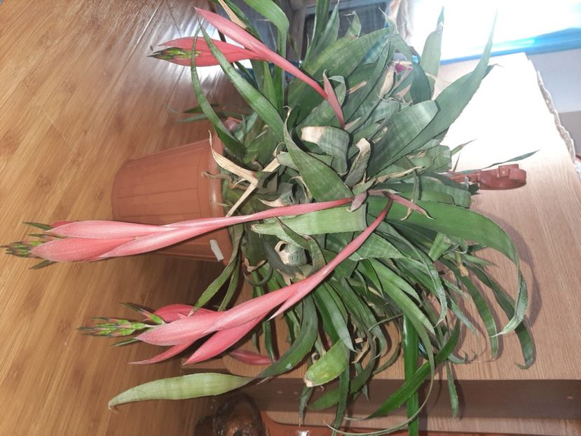  - Florile mele noiembrie 2021