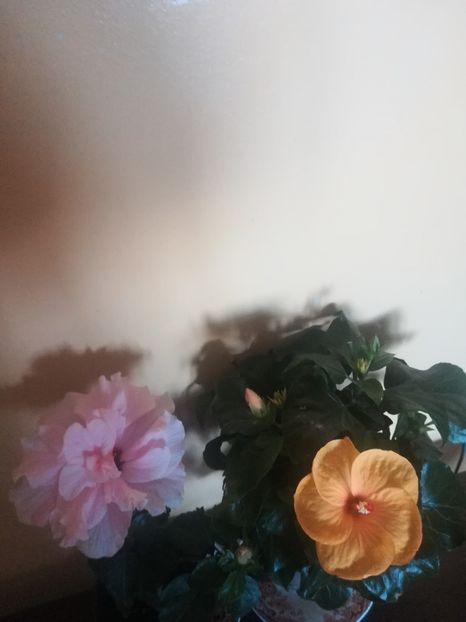  - Hibiscus 2021