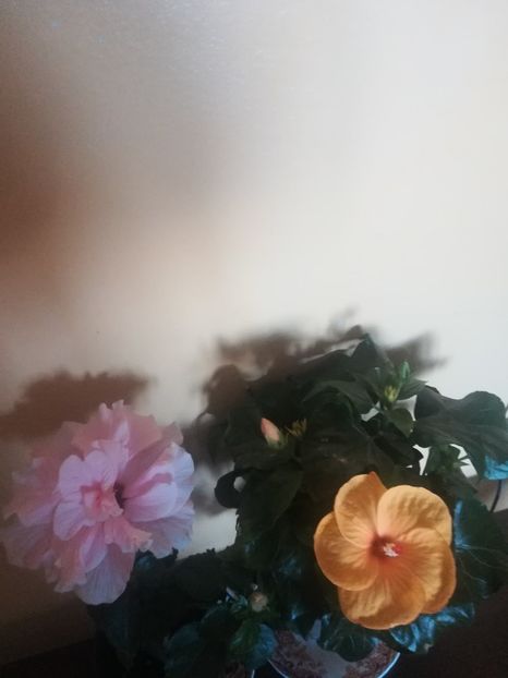  - Hibiscus 2021