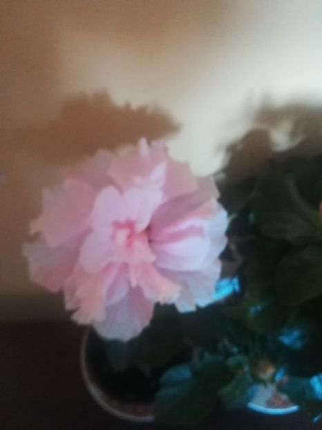  - Hibiscus 2021