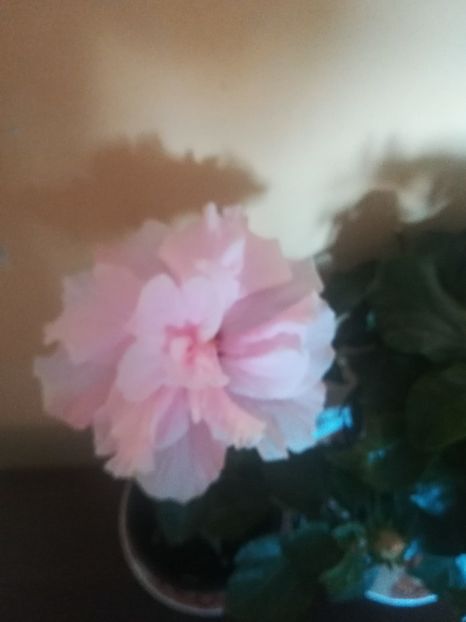  - Hibiscus 2021