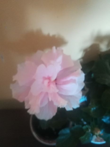 Clasic pink - Hibiscus 2021