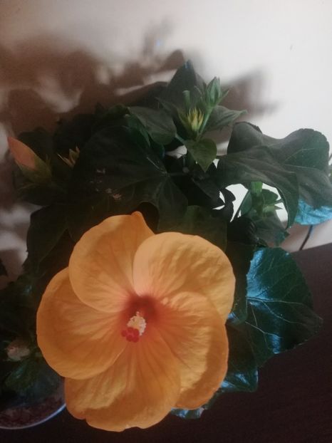 Safari - Hibiscus 2021