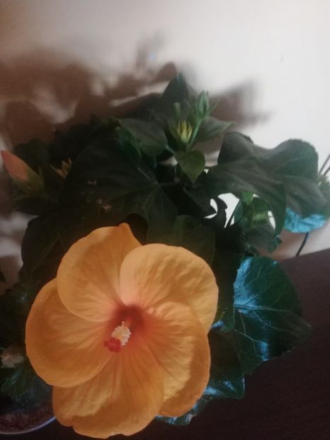 Safari - Hibiscus 2021