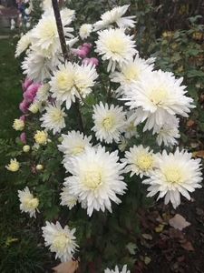  - Crizanteme si tufanele