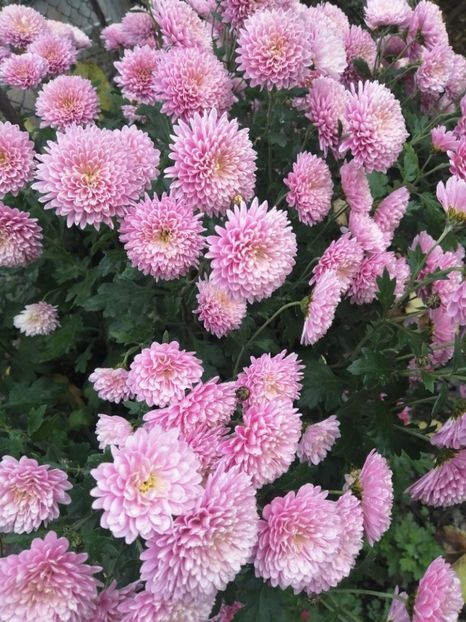  - Crizanteme si tufanele