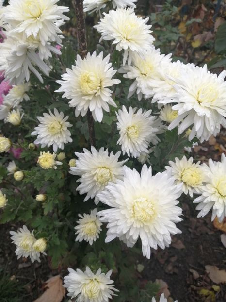  - Crizanteme si tufanele