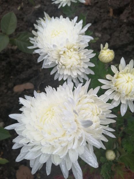  - Crizanteme si tufanele