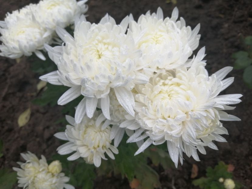  - Crizanteme si tufanele