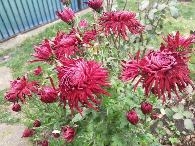  - Crizanteme si tufanele