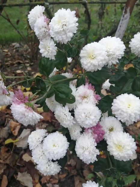  - Crizanteme si tufanele