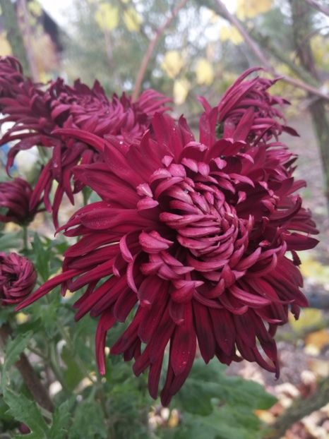  - Crizanteme si tufanele