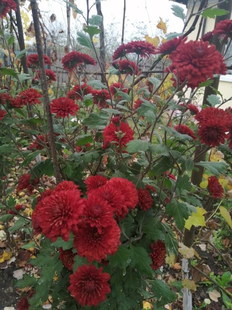  - Crizanteme si tufanele