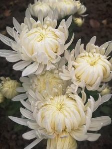  - Crizanteme si tufanele