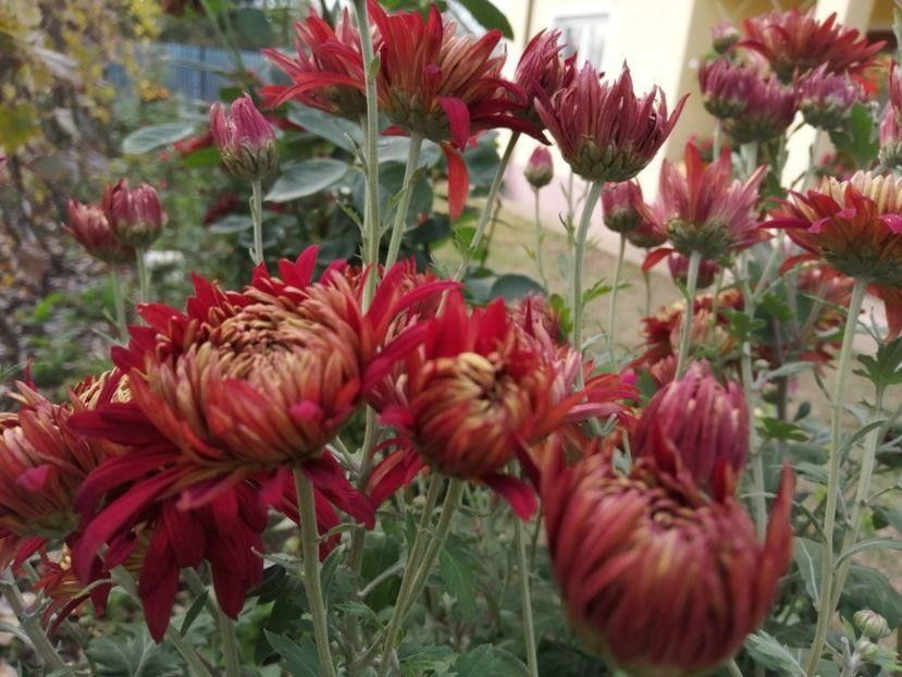  - Crizanteme si tufanele