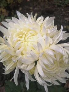  - Crizanteme si tufanele